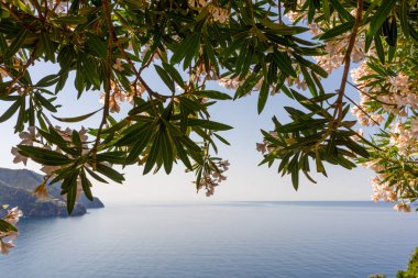 Avrupa, İtalya, Cinque Terre, Corniglia, palmiye ağaçlarıyla çevrili bir su kütlesinin yanındaki ağaç.