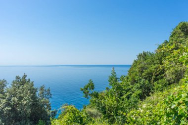 Avrupa, İtalya, Cinque Terre, Corniglia, bir su kütlesinin yanındaki ağaç.