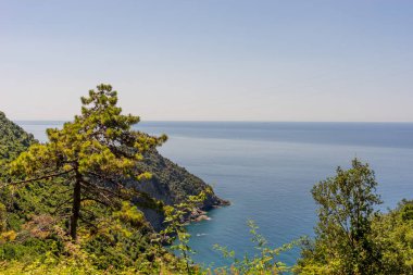 Avrupa, İtalya, Cinque Terre, Corniglia, bir su kütlesinin yanındaki ağaç.