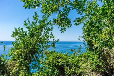 Avrupa, İtalya, Cinque Terre, Corniglia, bir ağacın yanında su