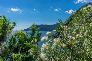 Avrupa, İtalya, Cinque Terre, Vernazza, ormandaki büyük bir ağaç