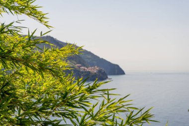Avrupa, İtalya, Cinque Terre, Corniglia, bir su kütlesinin yanındaki ağaç.