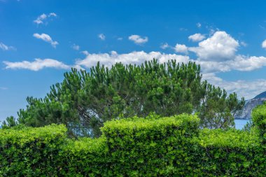 Avrupa, İtalya, Cinque Terre, Manarola. Arkasında ağaçlar olan büyük yeşil bir alan.