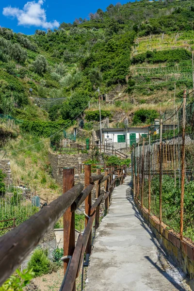 Europa Italia Cinque Terre Vernazza Camino Medio Árboles Paisaje — Foto de Stock