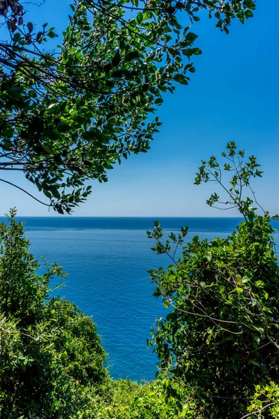 Європа Італія Cinque Terre Corniglia Дерево Лісі — стокове фото