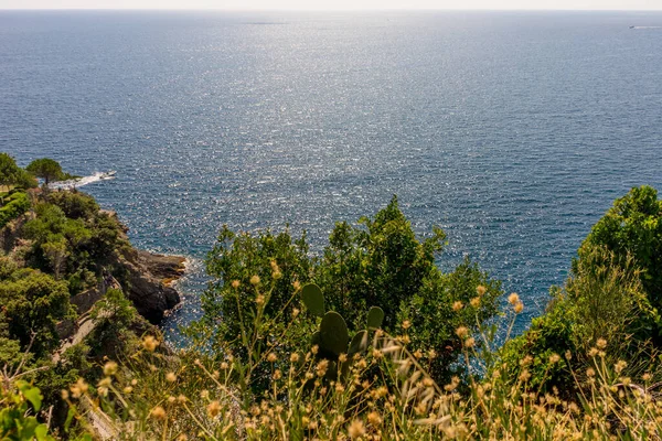 Europa Italia Cinque Terre Manarola Ángulo Alto Vista Los Árboles — Foto de Stock
