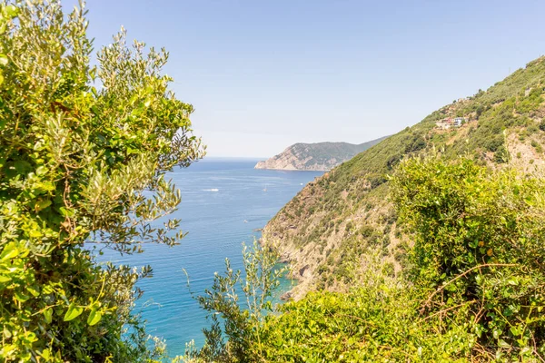 Європа Італія Cinque Terre Corniglia Група Води Оточена Деревами — стокове фото