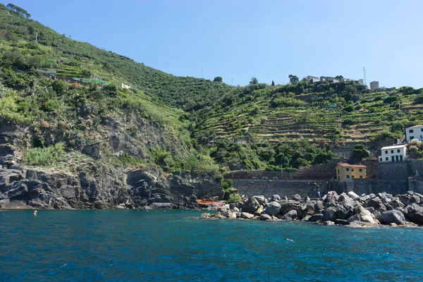 イタリア チンクテレ リオマジョーレ 山の斜面から大規模なワイン畑 テラス農業 — ストック写真