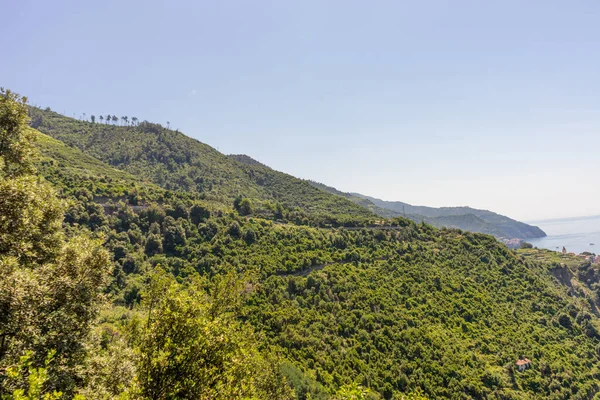 Europe Italie Cinque Terre Corniglia Arbre Avec Une Montagne Arrière — Photo
