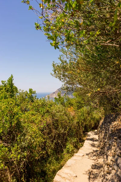 Avrupa, İtalya, Cinque Terre, Corniglia, ağaçların olduğu bir patika.