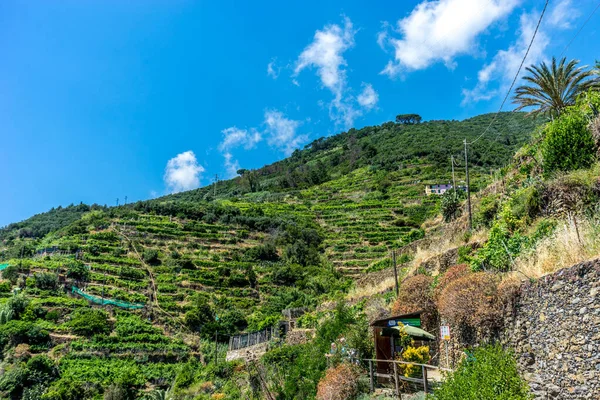 Vernazza Cinque Terre Itália Junho 2018 Ponto Verificação Trekking Cinque — Fotografia de Stock