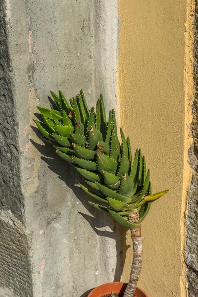 Europe Italy Cinque Terre Riomaggiore Close Cactus — Stock Photo, Image