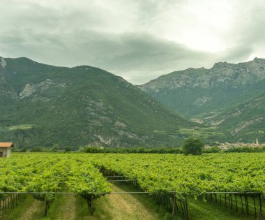 İtalya, La Spezia 'dan Kasltelruth trenine, arkasında dağ olan bir şarap mahzeni.