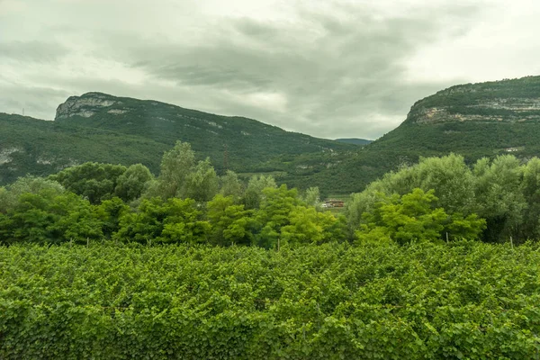 Europa Itália Spezia Para Kasltelruth Trem Uma Árvore Com Uma — Fotografia de Stock