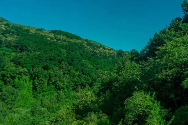 意大利 拉斯皮西亚到卡斯尔特鲁思的火车 一个茂密的绿色森林的近景 — 图库照片