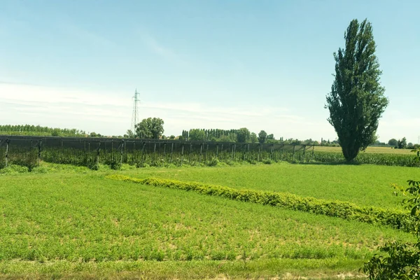 Europa Italia Spezia Kasltelruth Tren Primer Plano Campo Verde Exuberante — Foto de Stock