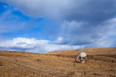 Otlatma at güzel Glenbow Ranch Provincial Park Alberta