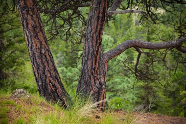 Characteristic bark of the Ponderosa Pine tree clipart