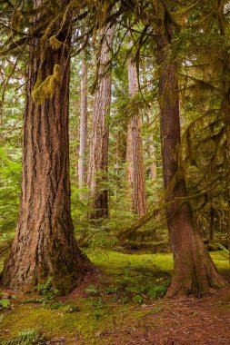 Büyük ağaç gövdeleri North Cascades Milli Park, Washington ormandaki ayrıntılı görüntü