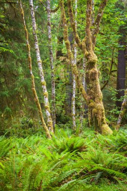 Ağaçlar ve ferns Washington Hoh yağmur ormanlarında