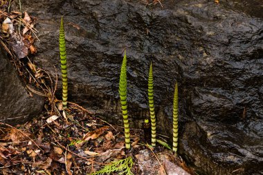 Bir bahçe bir kaya tarafından büyüyen genç at kuyruğu vuruyor