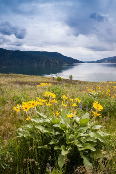 Flores de Balsamroot y Lago Okanagan cerca de Kelowna, Columbia Británica — Foto de Stock