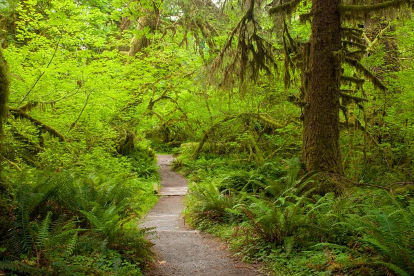 Uma trilha de caminhada na floresta tropical Hoh no estado de Washington — Fotografia de Stock