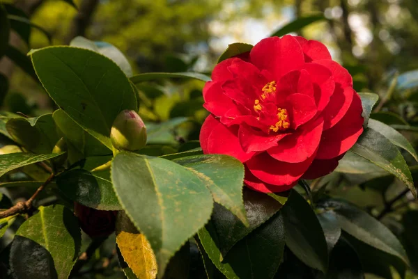 Hermosa Camelia Roja Sola Primavera —  Fotos de Stock