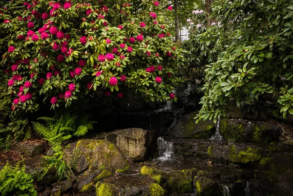 Azáleas Portlands Crystal Springs Rhododendron Garden Oregon — Fotografia de Stock