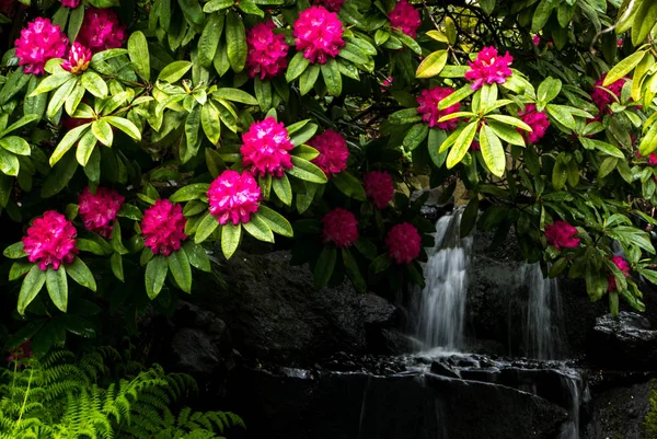 Azalky v portlandských Crystal Springs Rhododendron zahrady — Stock fotografie