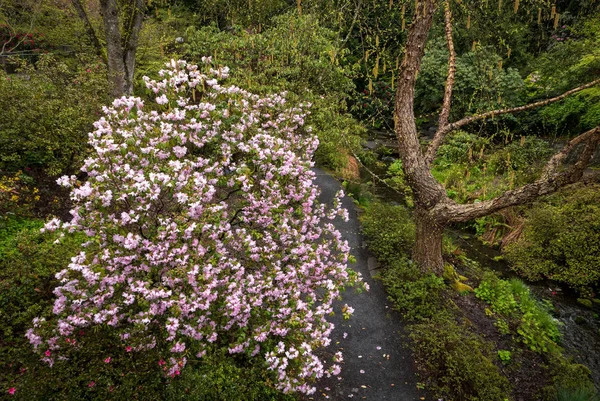 Azaleas Portlands Crystal Springs Rhododendron Garden Oregon — Stock Photo, Image