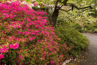 Azaleas Portlands Crystal Springs ormangülü Bahçe, Oregon