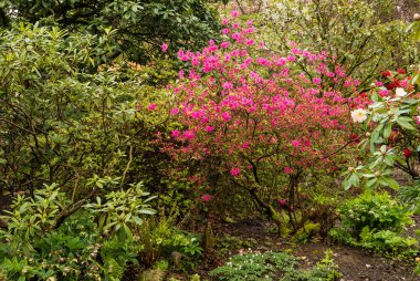 Azaleas Portlands Crystal Springs ormangülü Bahçe, Oregon