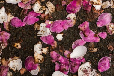 Pembe ve beyaz manolya yaprakları yere düşmüş