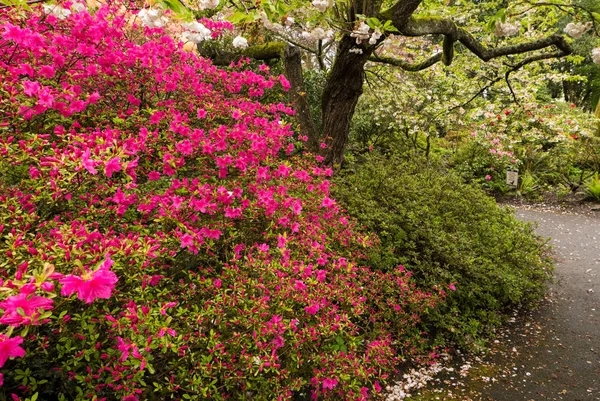 Azaleas Portlands Crystal Springs ormangülü Bahçe, Oregon