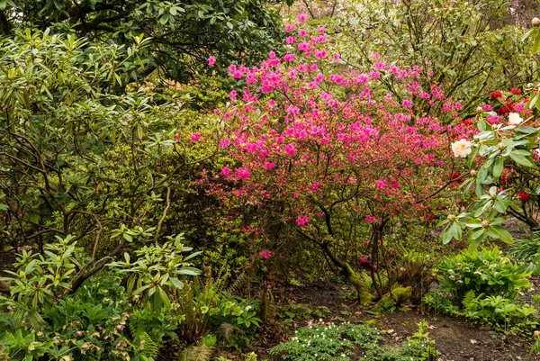 Azaleas Portlands Crystal Springs ormangülü Bahçe, Oregon