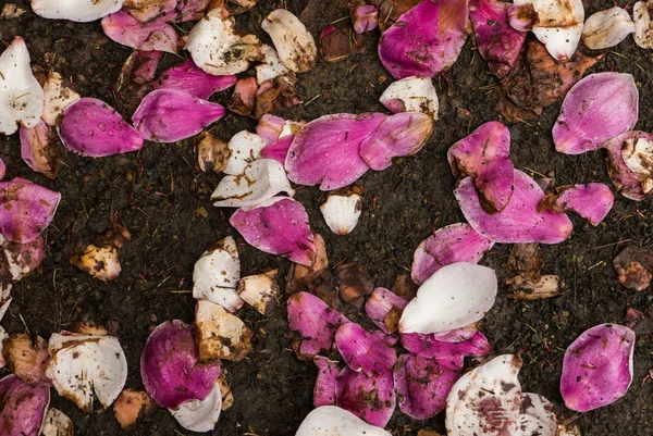 Pembe ve beyaz manolya yaprakları yere düşmüş