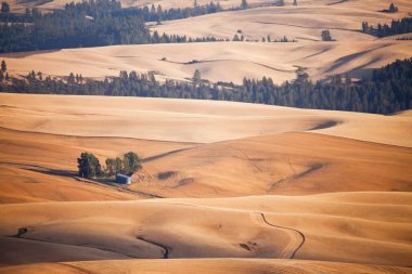 Palouse Steptoe Butte Doğu Washington tepesinden görünümü