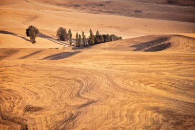 Palouse Steptoe Butte Doğu Washington tepesinden görünümü