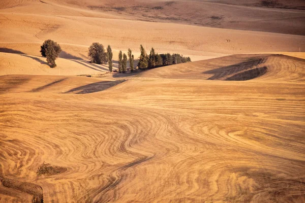 Palouse Steptoe Butte Doğu Washington tepesinden görünümü