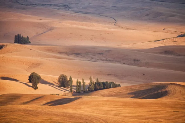 Palouse Steptoe Butte Doğu Washington tepesinden görünümü