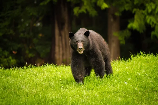 Siyah ayı taze yeşil çimenlerin üzerinde Vancouver Adası, British Columbia üzerinde besleme