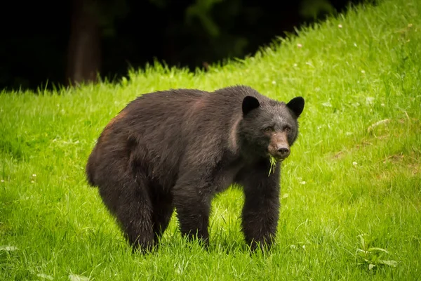 Ours noir se nourrissant d'herbe verte fraîche sur l'île de Vancouver, Colombie-Britannique — Photo