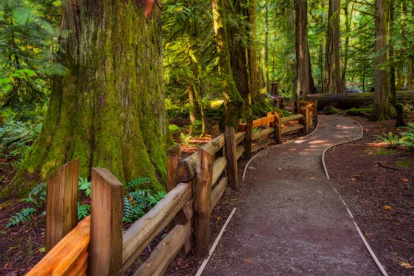 Un sentiero escursionistico nel Cathedral Grove sull'isola di Vancouver, BC — Foto Stock