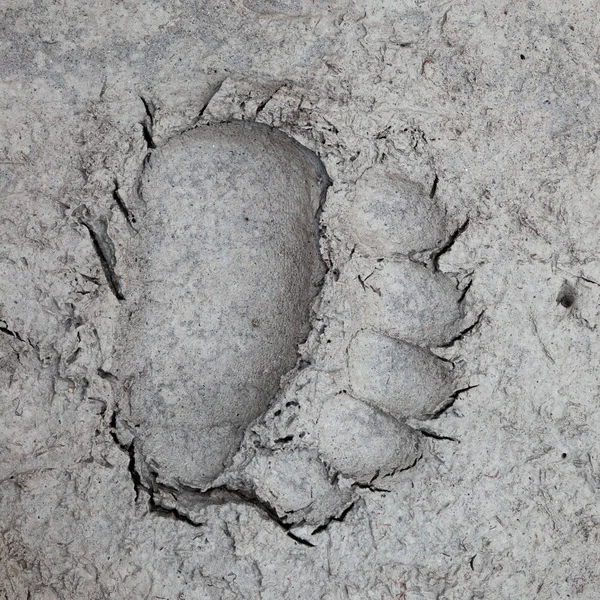 Bir nehir kenarındaki yumuşak çamur içinde ayı izlemek