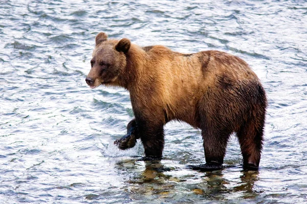 Boz Veya Bir Boz Ayı Balık Creek Alaska Abd — Stok fotoğraf