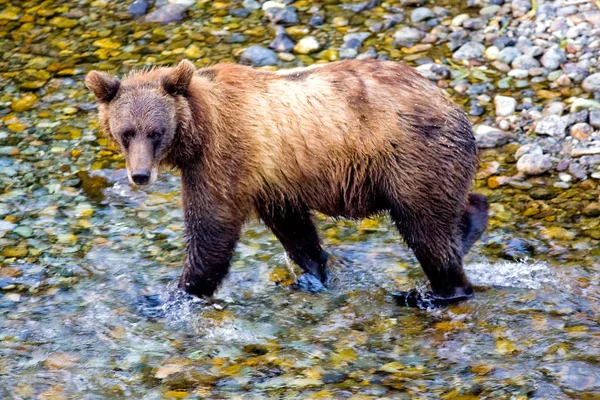 Grizzly lub niedźwiedź brunatny - ryby Creek, Alaska — Zdjęcie stockowe