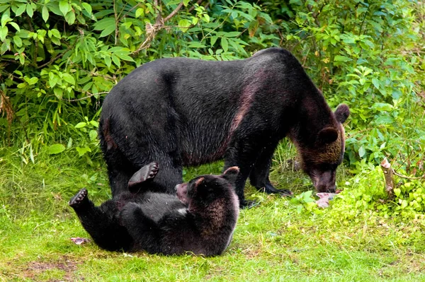 Grizzly medve Cub a hal Creek, Alaszka — Stock Fotó
