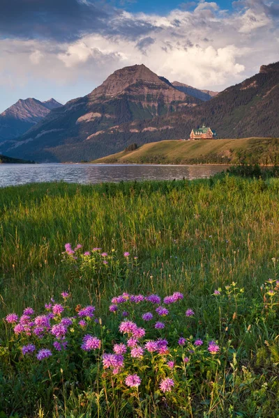 Wild Bergamot and the Prince of Wales Hotel in Waterton Lakes National Park — Stock Image Wild Bergamot and the Prince of Wales Hotel in Waterton Lakes National Park Royalty Free Stock Photos