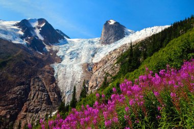 Fireweed in the Bugaboos, Britsh Columbia, Canada clipart
